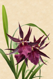 Orchidee-Miltassia Royal Robe-orchid von monarch