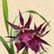 Orchid-miltassia-d-rot1403-c-beige-finx-fest3