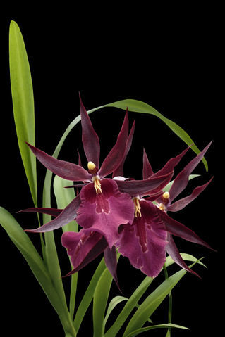 Orchid-miltassia-1403-c-schwarz-fin-x-fest