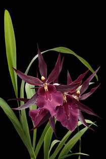 Orchidee-Miltassia Royal Robe-orchid by monarch