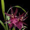 Orchid-miltassia-1403-c-schwarz-fin-x-fest
