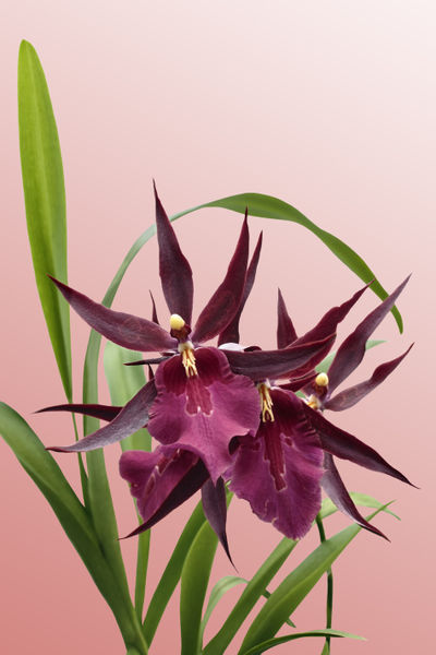 Orchid-miltassia-1403-cverlauf-orange-finxfest2