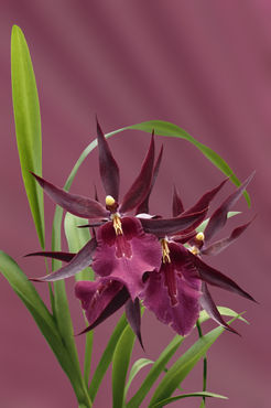 Orchid-miltassia-d-rot1403-c-rostrot-finx-fest2
