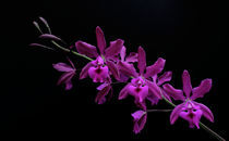 Orchidee Epicattleya Plicaboa - orchid by monarch