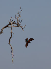Superb Starling taking off von safaribears