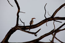Hornbill by safaribears
