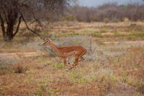 Impala jumping away by safaribears