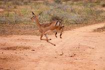 Jumping Impala by safaribears