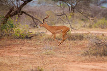 Jumping Impala by safaribears