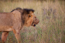 Tsavo Lion von safaribears