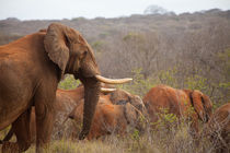 Encounter with elephants von safaribears