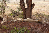 Lion family resting in the African Heat von safaribears