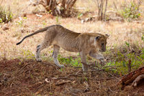 Young Lion von safaribears