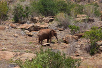 Elephant von safaribears