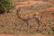 Young Impala von safaribears
