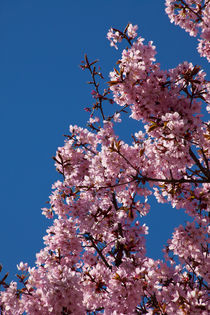 Sakura in Esslingen von safaribears