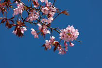 Sakura in Esslingen von safaribears