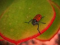 Red Beetle by pahit