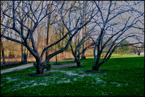 TREES IN PEPIN PARK. by Maks Erlikh