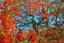 Studies of fall trees. Japanese present to USA von Maks Erlikh