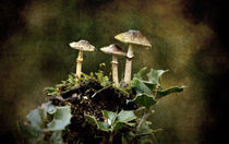  Little mushrooms von RicardMN Photography