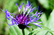 mountain knapweed by tr-design
