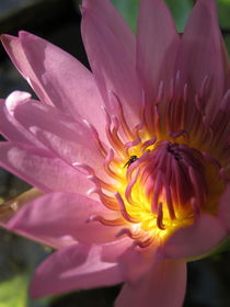 lotus by Nara Thada