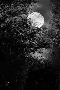 Full Moon by Rozalia Toth