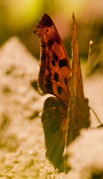 Monarch Butterfly ejoying the Sun von Christine Amstutz