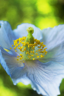 Blue Poppy by julie normandin