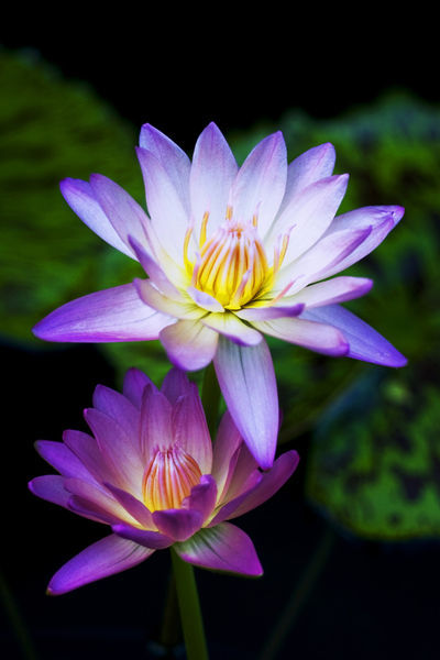 Waterlily2