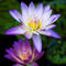 Waterlily2