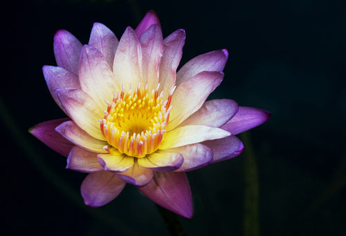 Waterlily1