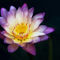 Waterlily1