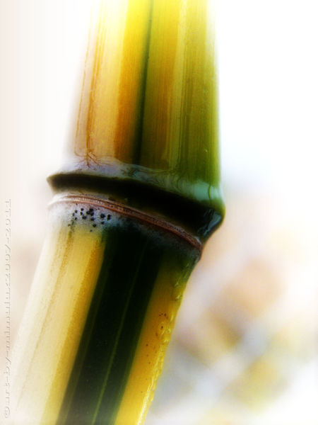 Bamboo-jpg-large-watermarked