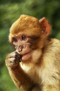 young Barbary macaque von Boris Selke