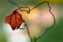 Herbstblatt von lightart