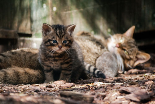 Wildcat-and-kitten-img-0284