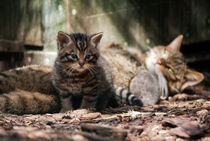 Scottish Wildcat mother and kitten by Linda More