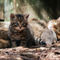 Wildcat-and-kitten-img-0284
