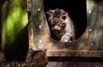 Cute Wildcat kittens playing by Linda More