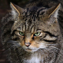 Scottish wildcat head close up  by Linda More