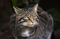 Scottish wildcat in the wild by Linda More