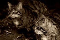 Pair of Scottish Wildcats by Linda More