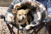 CHIHUAHUA IN A BLANKET Mexico von John Mitchell