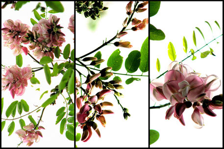 Robinia-flower-triptych-filtered
