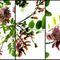 Robinia-flower-triptych-filtered