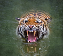 Sumatran Tiger Swimming by Louise Heusinkveld
