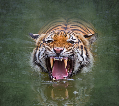 Sumatran-tiger4367a