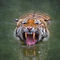 Sumatran-tiger4367a